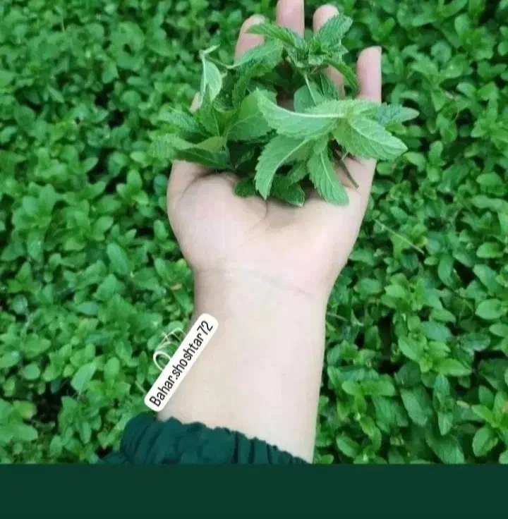 کار در سبزی خوردکنی|استخدام خدمات فروشگاه و رستوران|شاهینشهر, طالقانی|دیوار