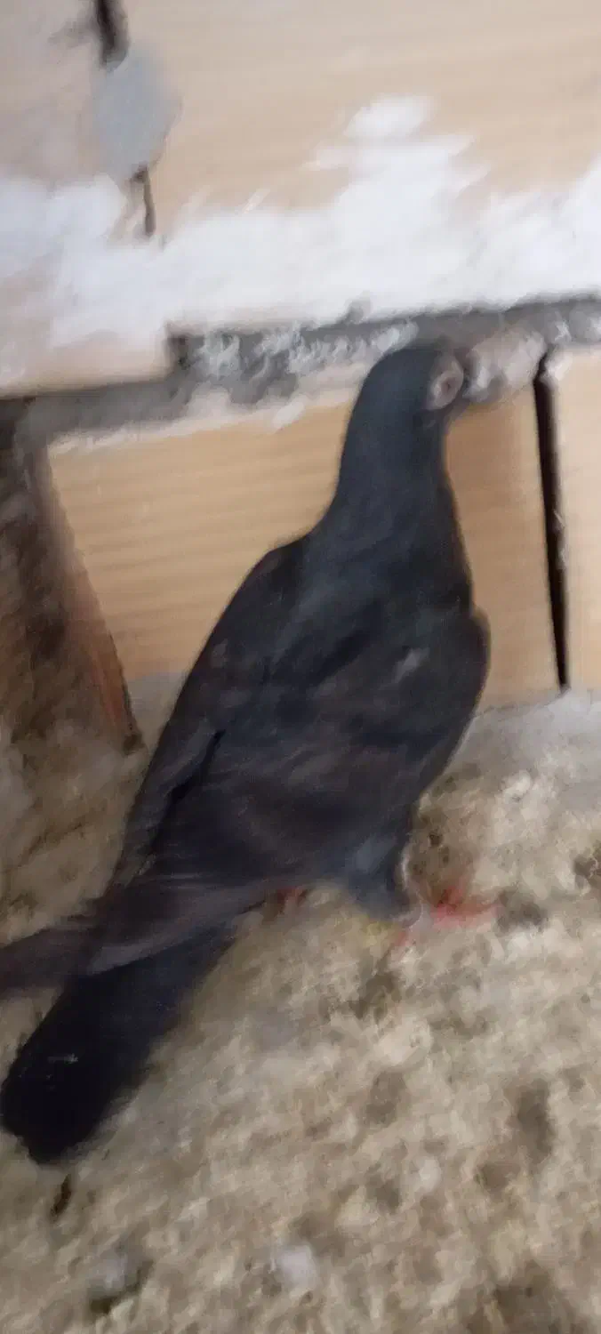 کفتر زاغ|حیوانات|مشهد, باغون آباد|دیوار