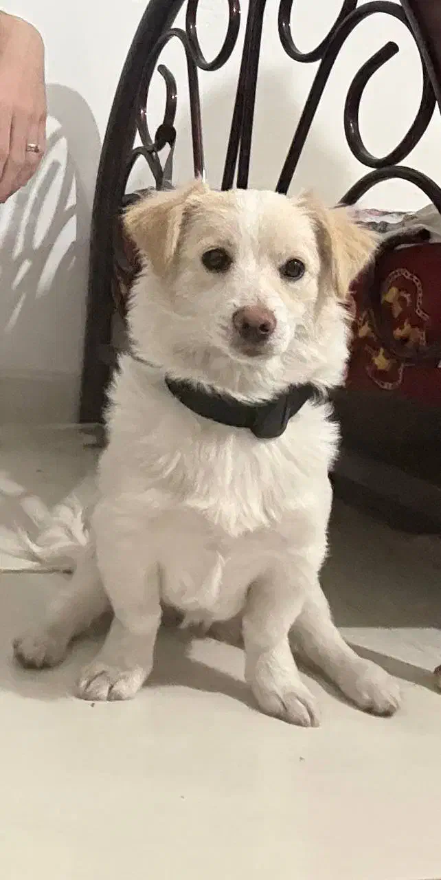 سگ اشپیتز کراس|سگ|رشت, جانبازان|دیوار