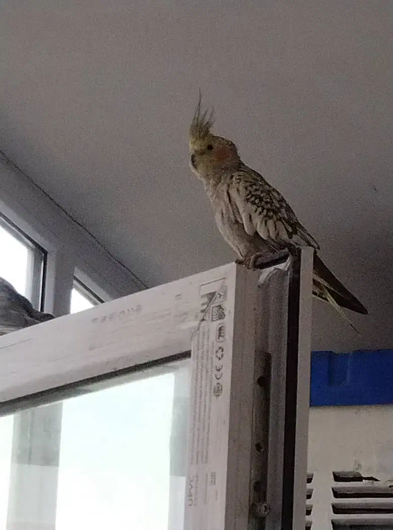 عروس هلندی|پرنده|ماهدشت, |دیوار