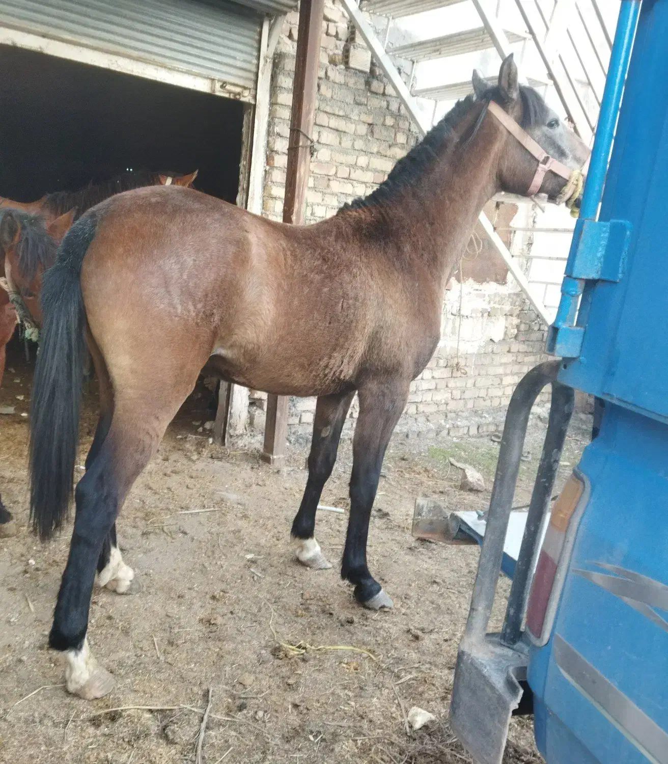 اسب|اسب و تجهیزات اسب‌سواری|جوانرود, |دیوار