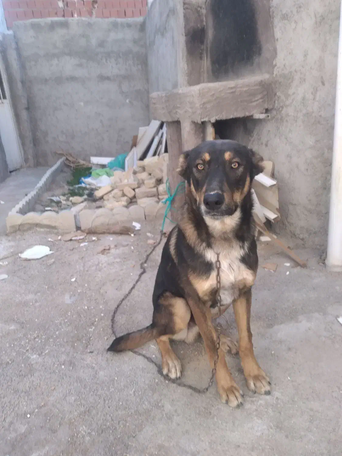 سک ژرمن نژاد شپرد اصیل|سگ|بجنورد, |دیوار