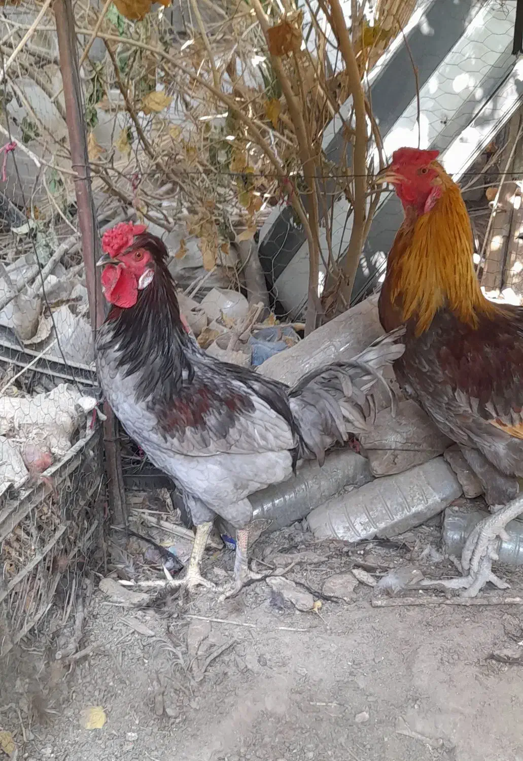 مرغ و خروس|حیوانات مزرعه|جیرفت, |دیوار