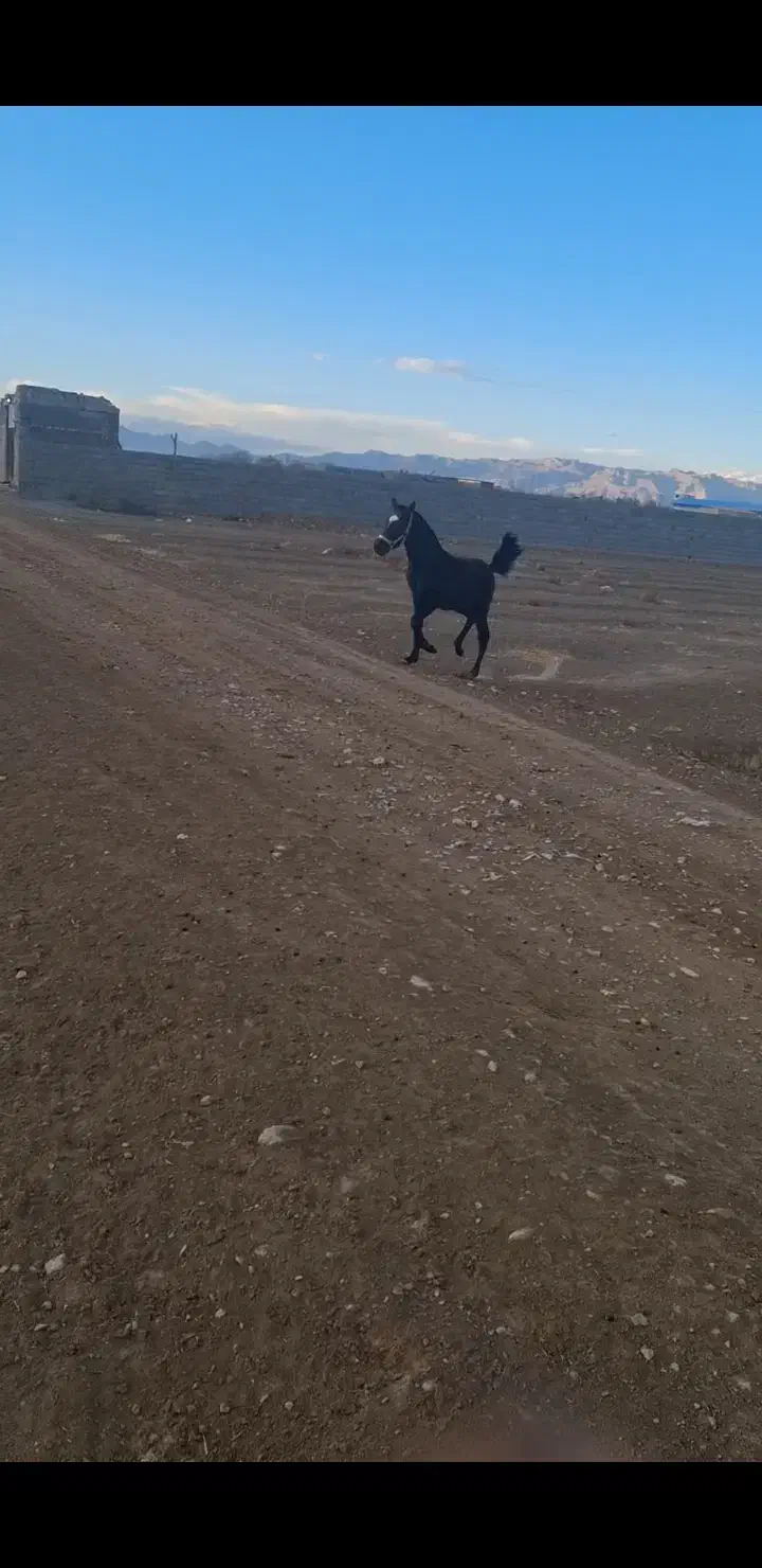 کره نریان کرد|اسب و تجهیزات اسبسواری|فلاورجان, |دیوار