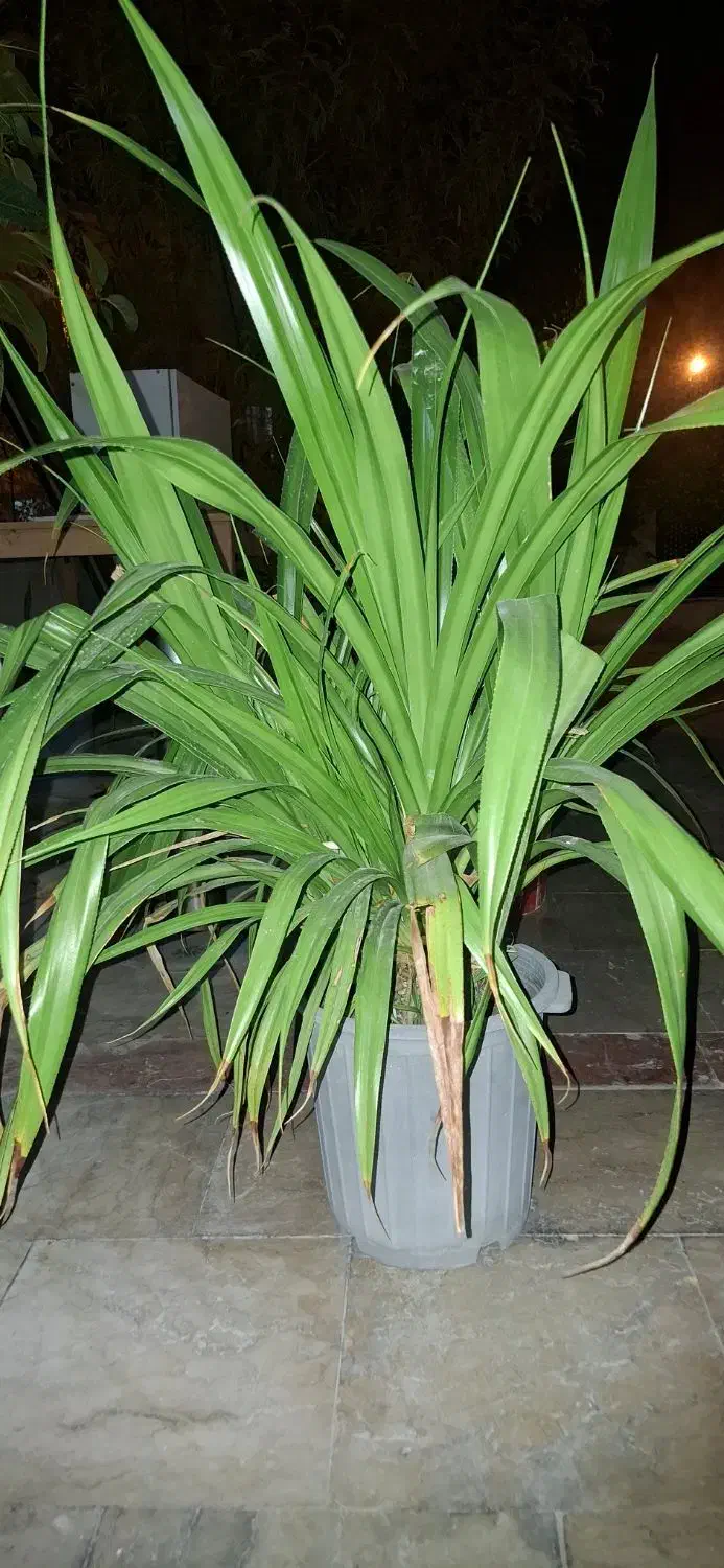 فروش انواع گل|گل و گیاه طبیعی|کیش, |دیوار