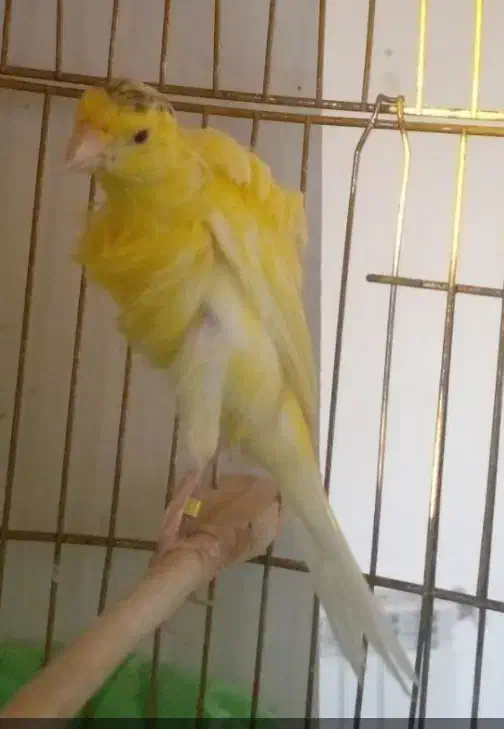 قناری نر|پرنده|قزوین, |دیوار