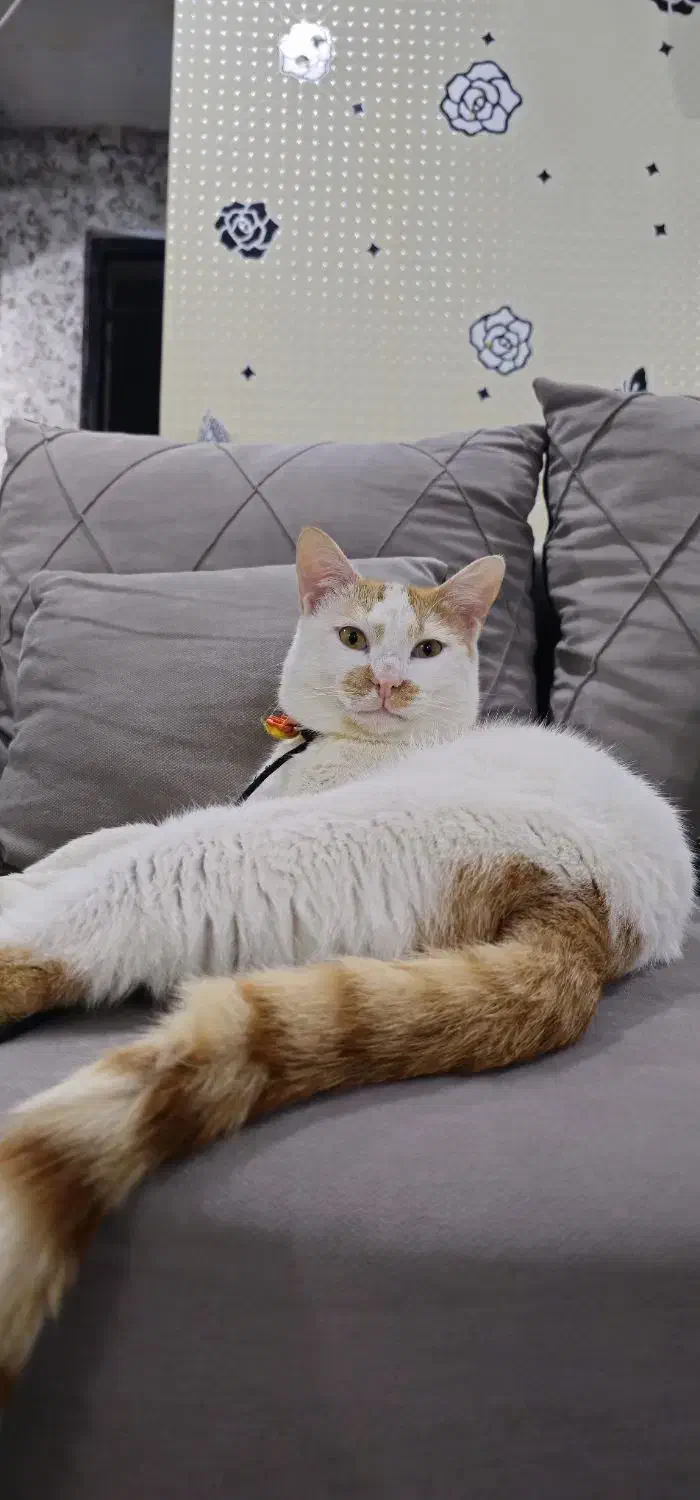 گربه (گمشده)|گربه|دزفول, |دیوار