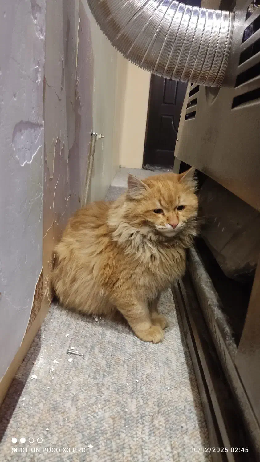 گربه گم شده|گربه|کرمان, |دیوار