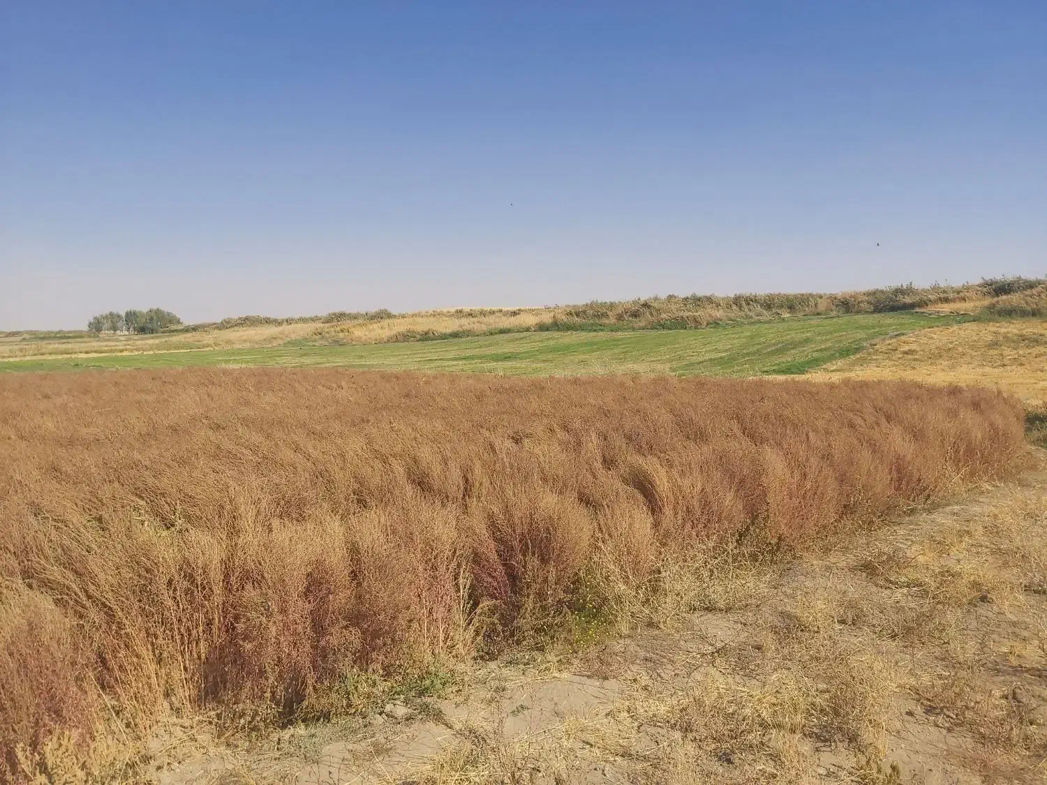 جاروی محلی|لوازم نظافت|دهگلان, |دیوار