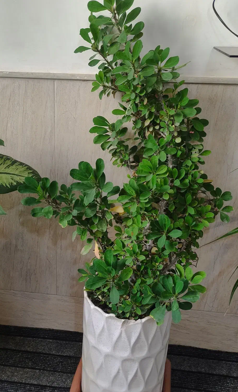 چند عدد گل زیبا|گل و گیاه طبیعی|نیشابور, شهرک اندیشه|دیوار