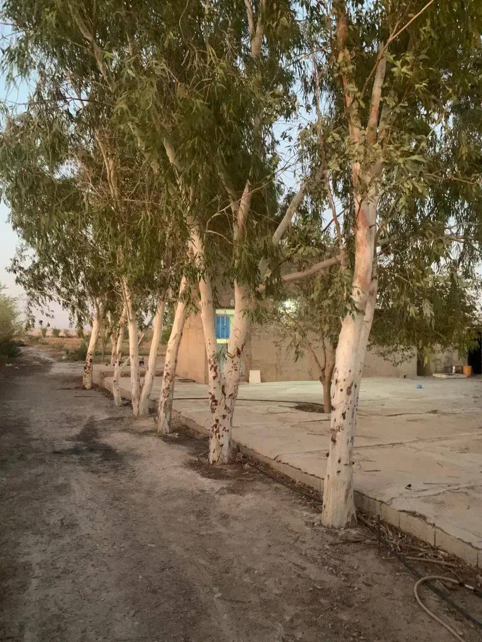 بریدن انواع درختان ایستاده|خدمات باغبانی و درختکاری|هندیجان, |دیوار