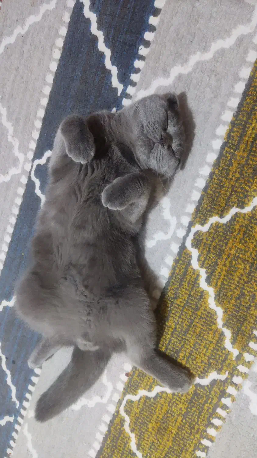 گربه بریتیش شناسنامه دار|گربه|قم, پردیسان|دیوار