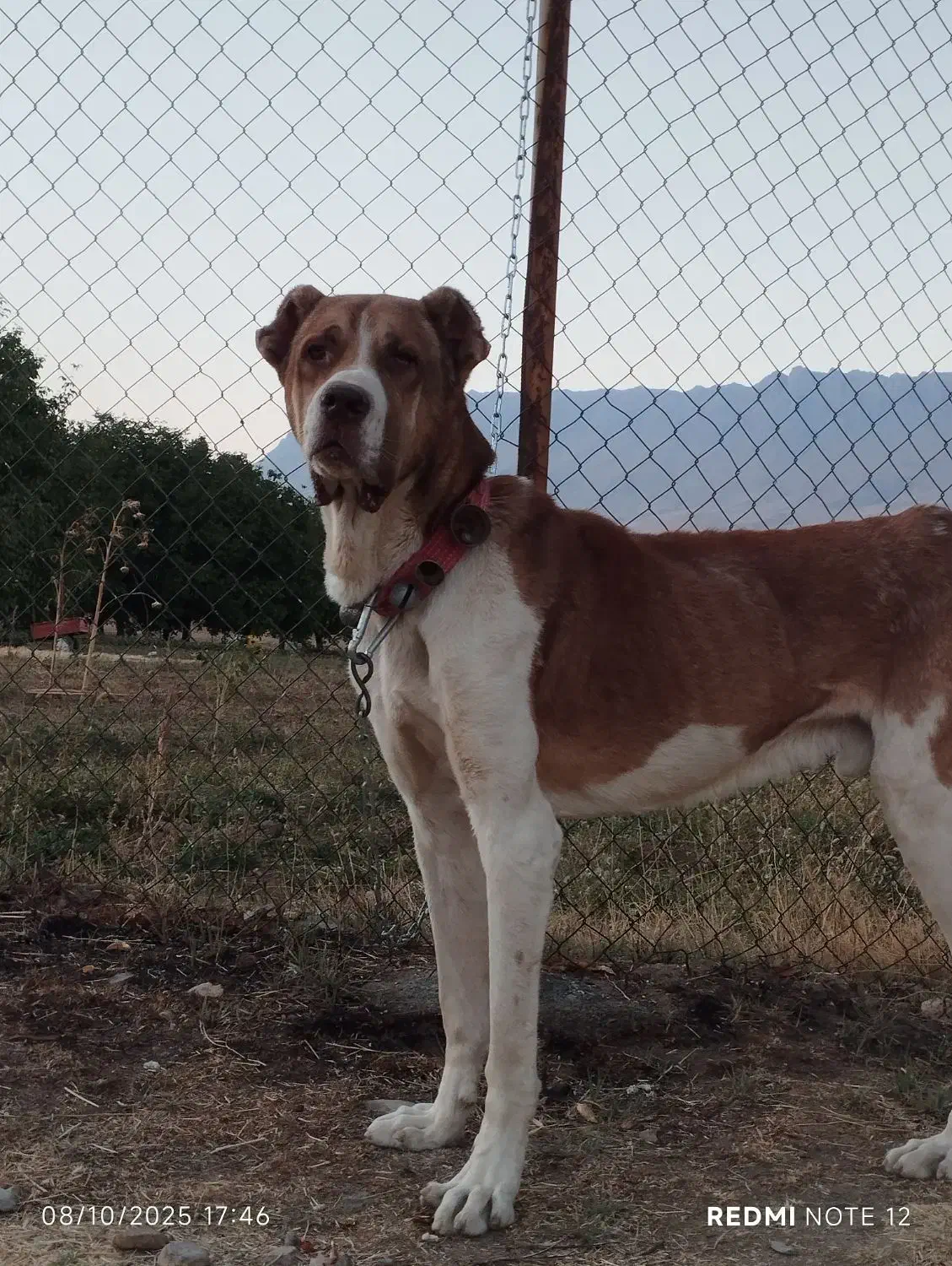 سگ سرابی|سگ|شازند, |دیوار