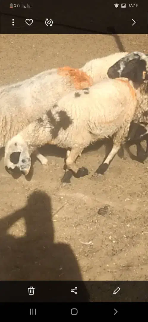 بره نر وماده فروشی|حیوانات مزرعه|رفسنجان, |دیوار