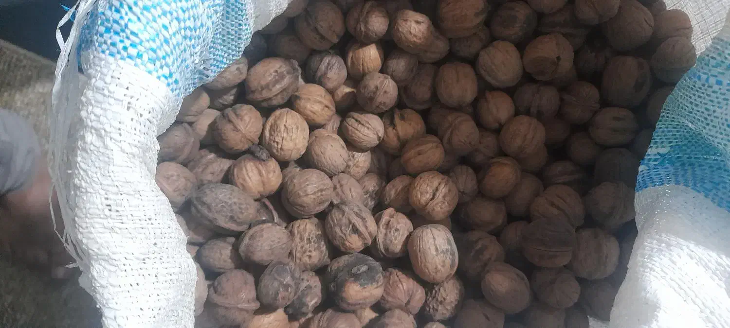 گردو|خوردنی و آشامیدنی|گنبد کاووس, |دیوار