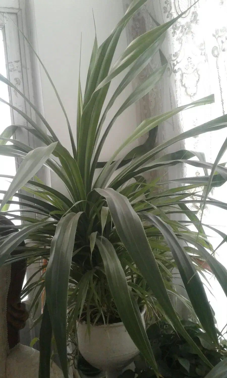 دو عدد گلهای آپارتمانی بزرگ|گل و گیاه طبیعی|کاشمر, |دیوار