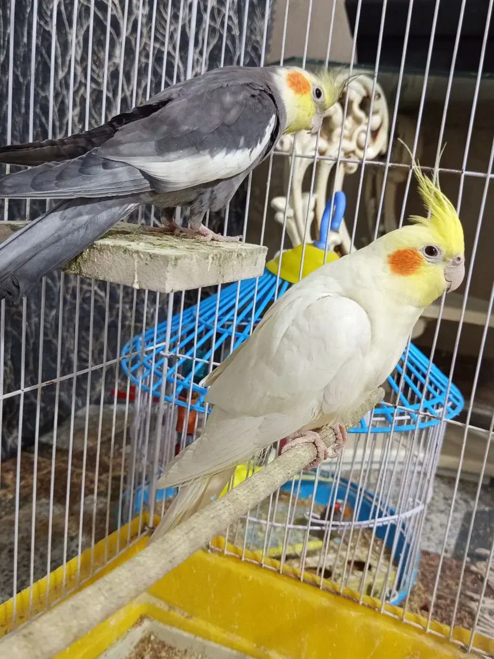 عروس هلندی نر|پرنده|زابل, |دیوار