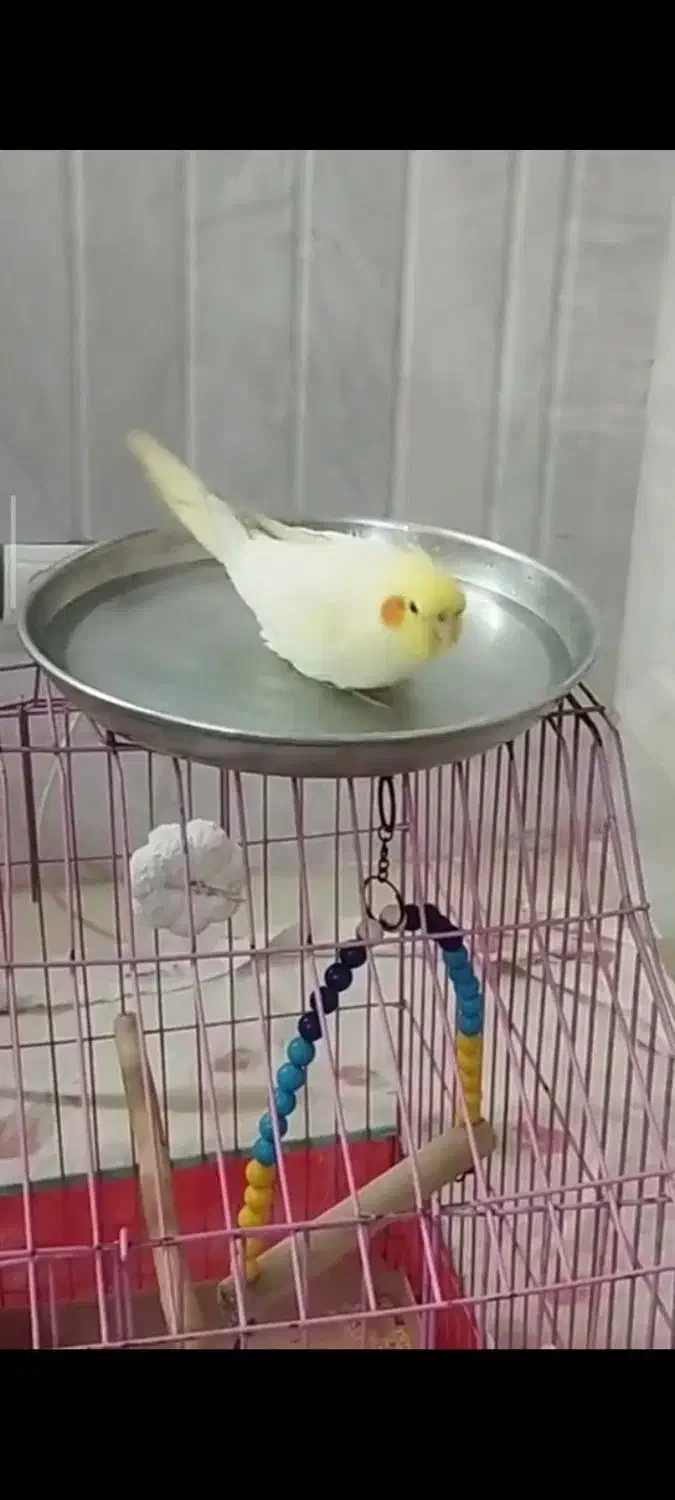 عروس هلندی لوتینو سرحال و بازیگوش|پرنده|آران و بیدگل, |دیوار