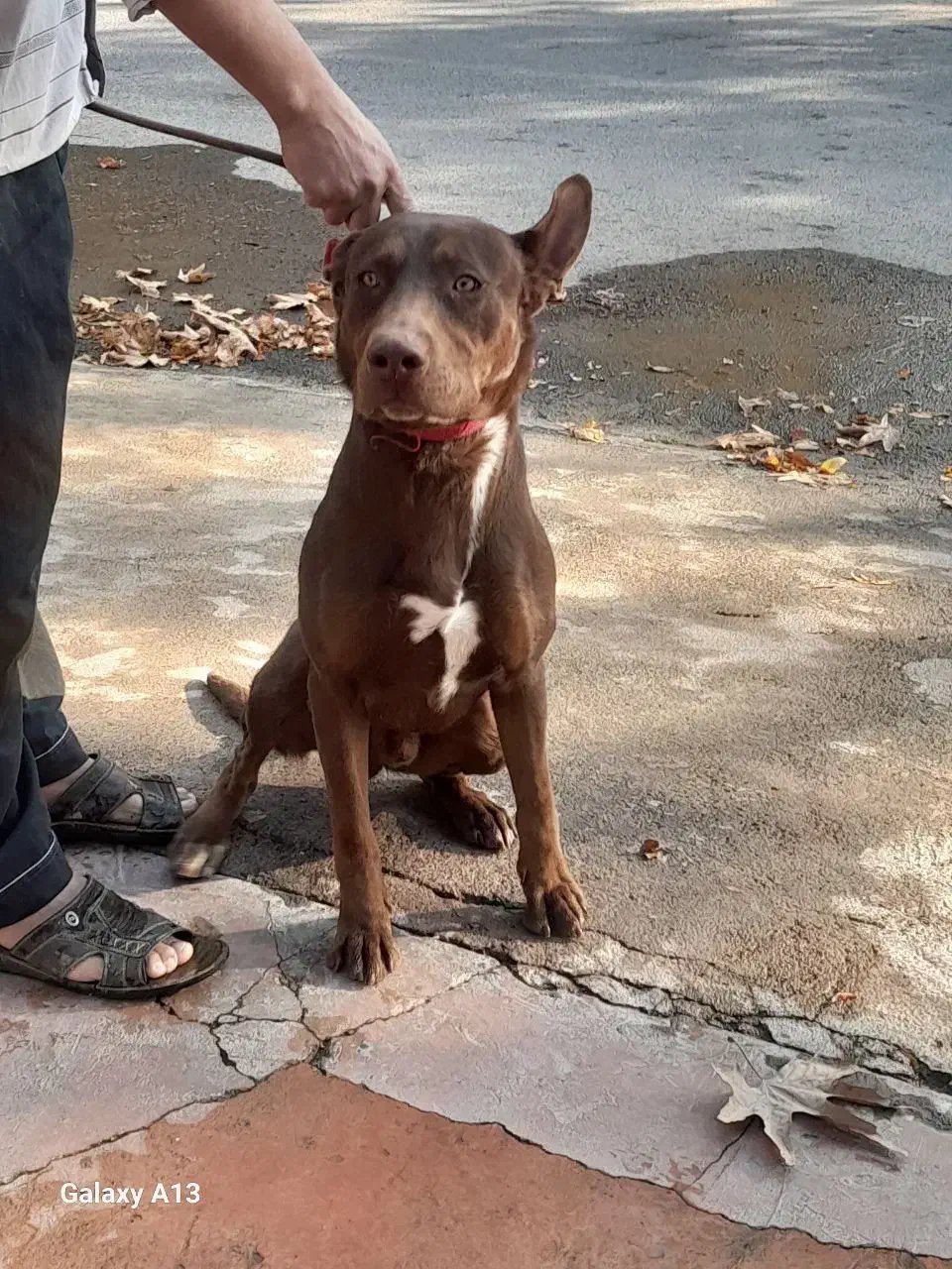 سگ پیتبول|سگ|چهارباغ, |دیوار