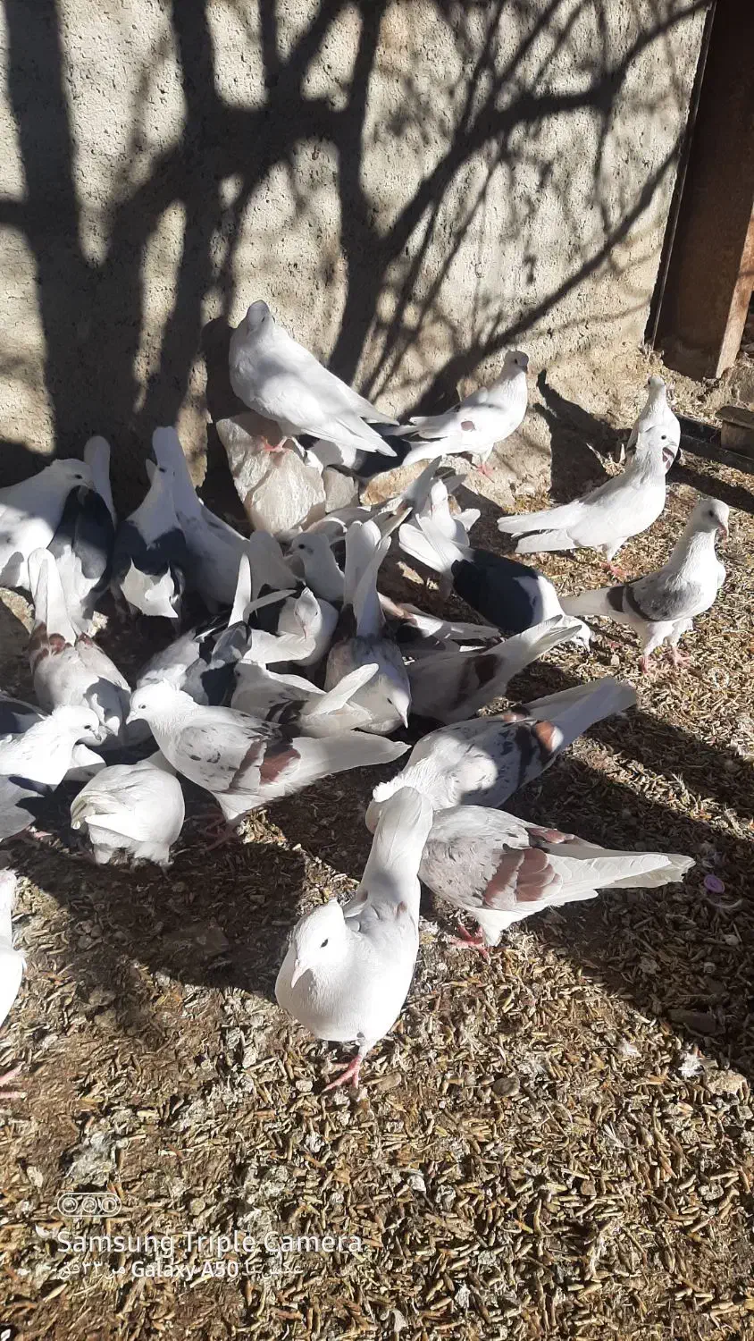 یه کله کفتر|پرنده|سیلاخور, |دیوار