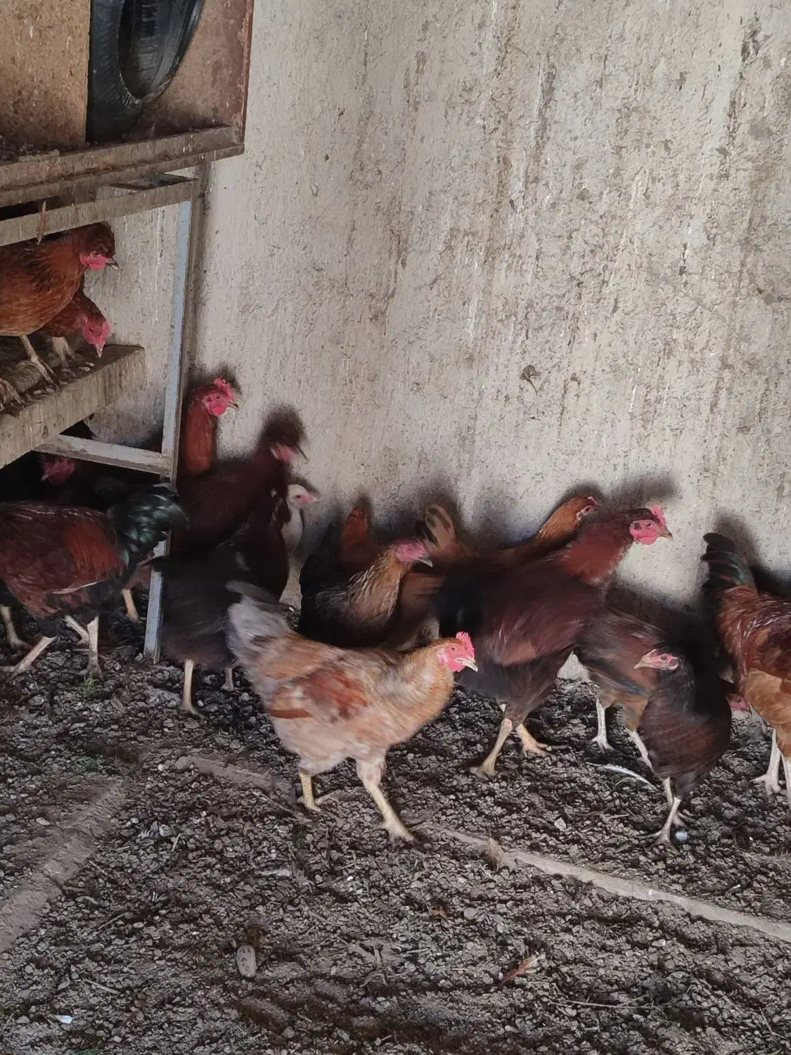 تعدادی خروس جوانه|حیوانات مزرعه|گنبد کاووس, |دیوار