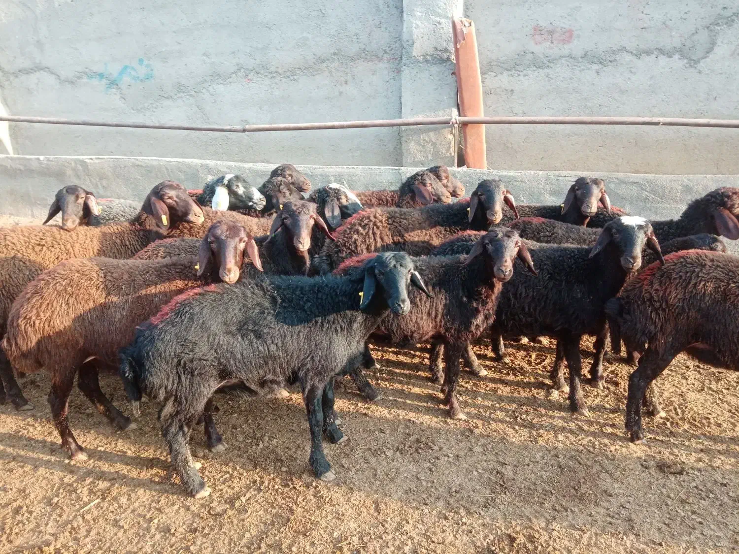 18 رس بره ماده غزل افشار|حیوانات مزرعه|ملکآباد, |دیوار