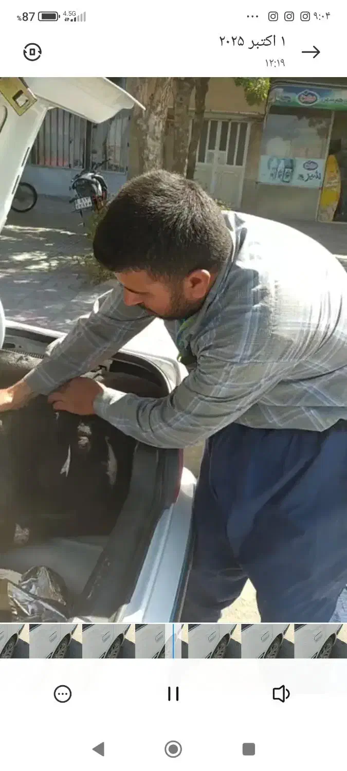 قوچ دزدیده شده|حیوانات|رزن, |دیوار