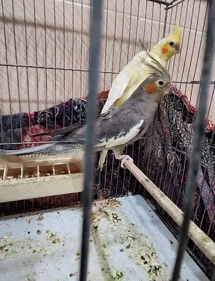 عروس هلندی|پرنده|لامرد, |دیوار