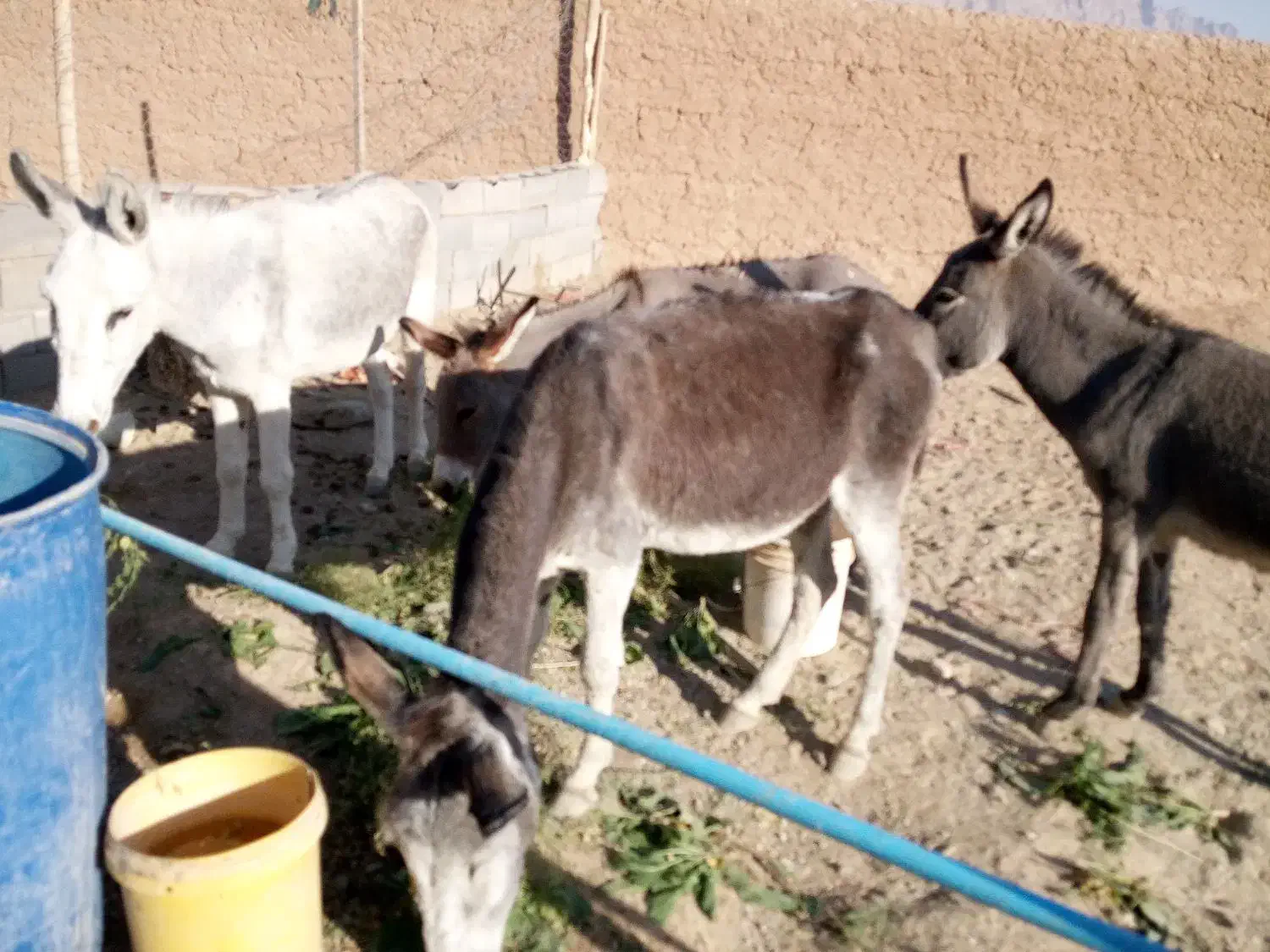 خر ماده و نر|حیوانات مزرعه|شهرضا, |دیوار