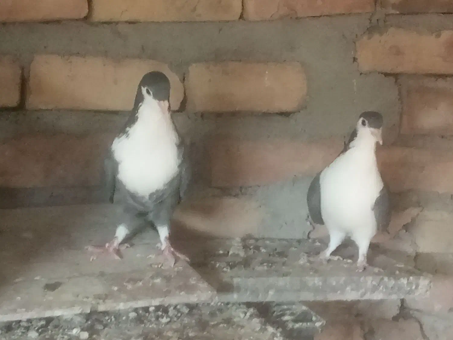 یک جفت  نر کفتر ساده سیا|پرنده|ایرانشهر, |دیوار