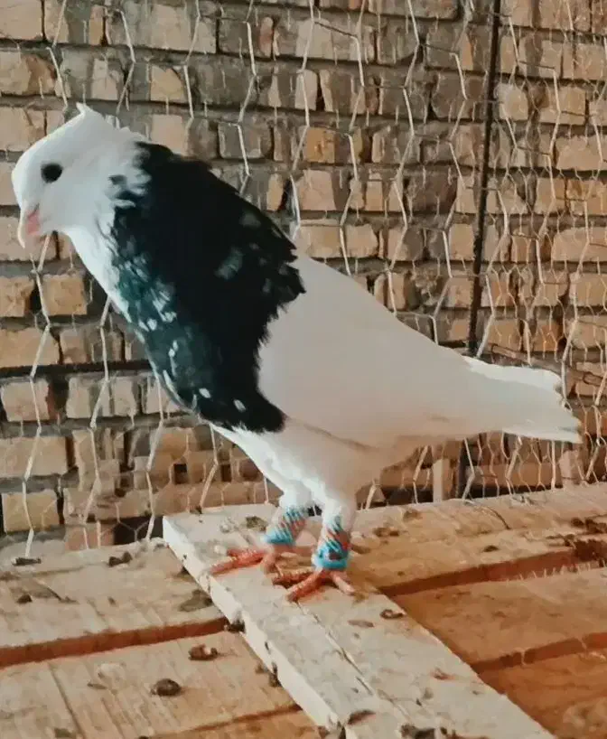 چند عدد طوق سرور عتیقه|پرنده|درودزن, |دیوار