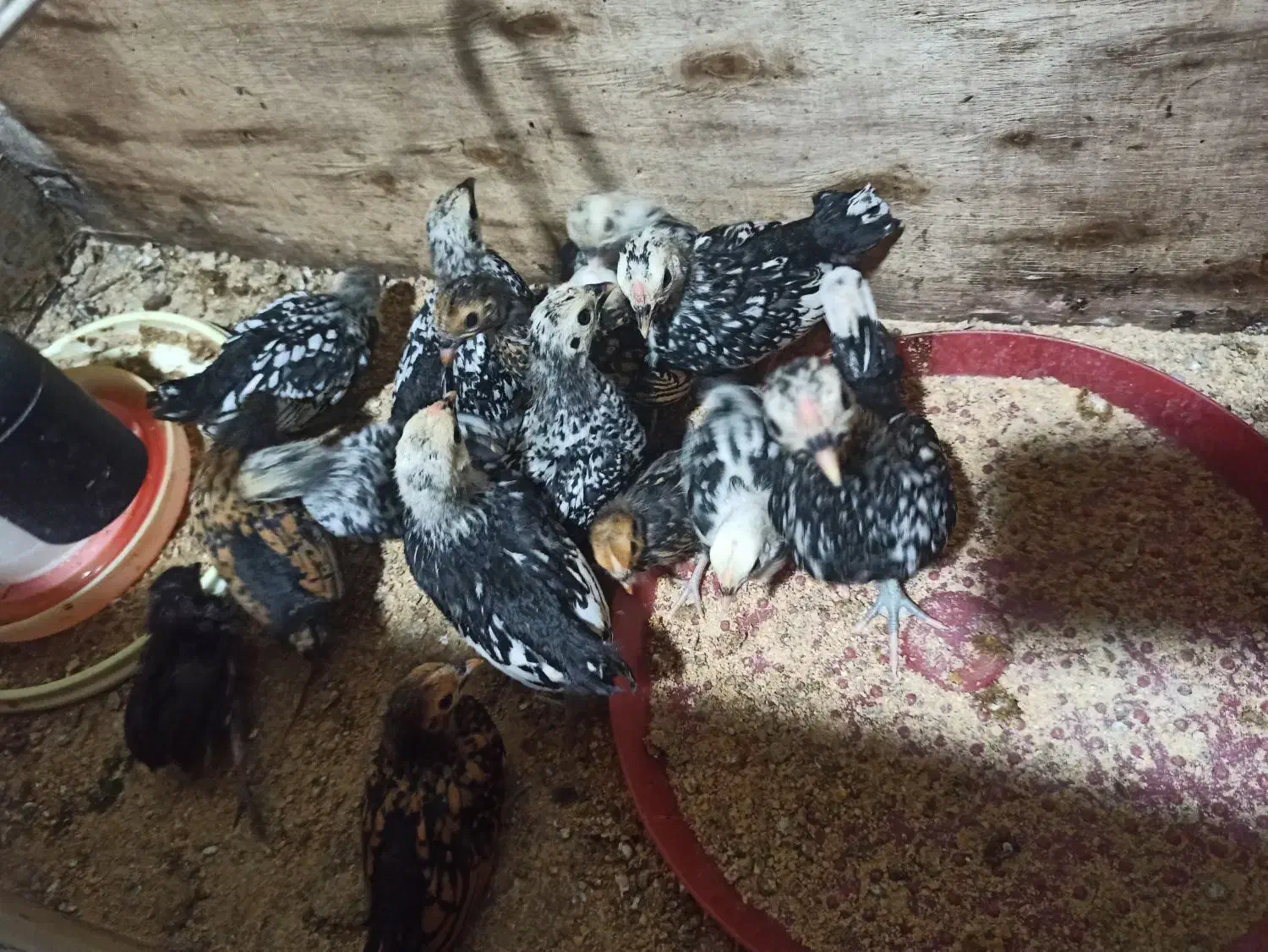 جوجه سبرایت|حیوانات مزرعه|تنکابن, |دیوار