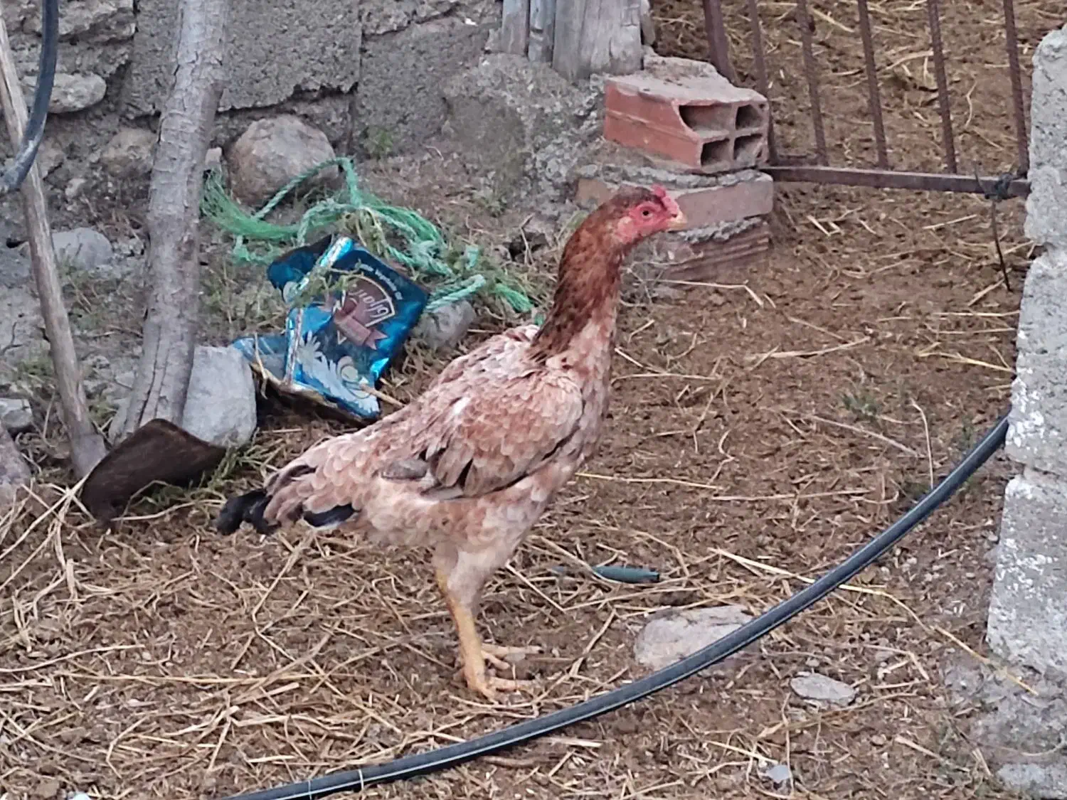 مرغ لاری|حیوانات مزرعه|رامیان, |دیوار