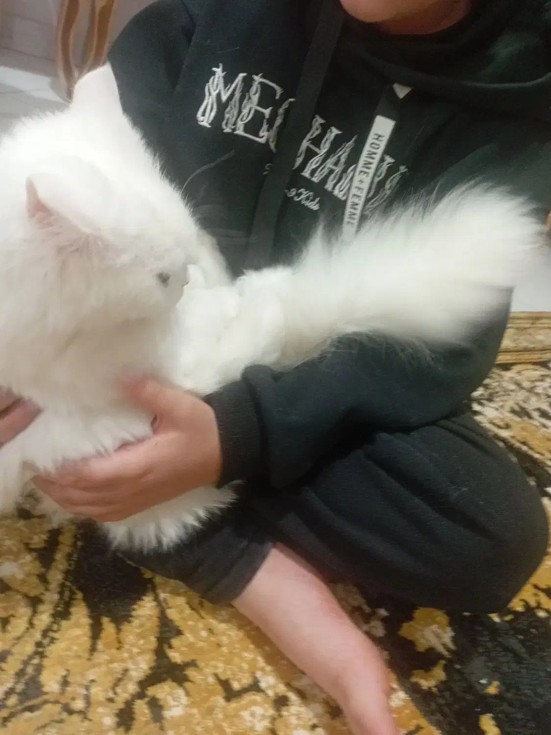 گربه پرشین اسکاتیش لانگ هیر آنفولد|گربه|مشهد, هنرستان|دیوار