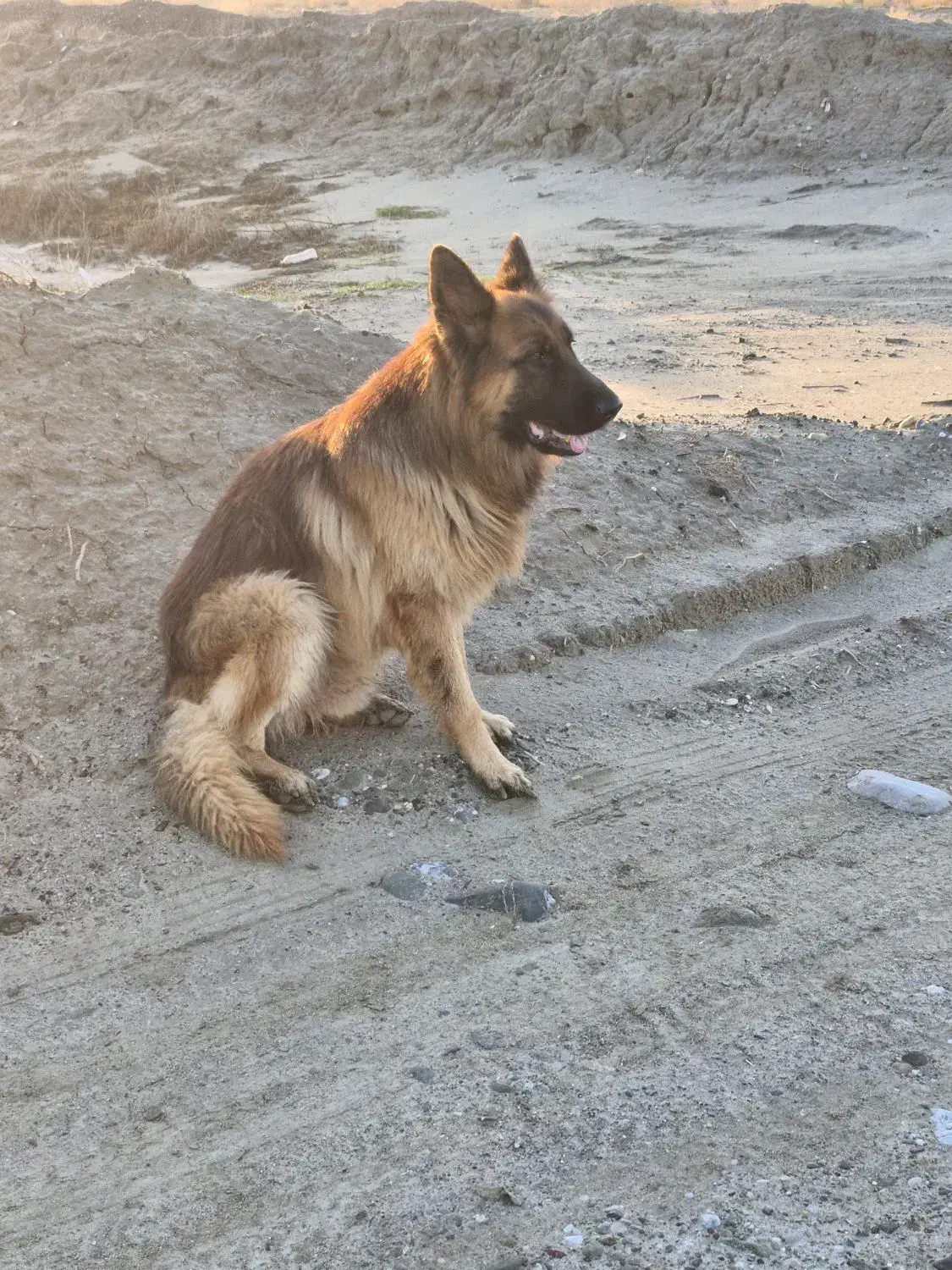 سگ ژرمن شپرد|سگ|شمیل, |دیوار