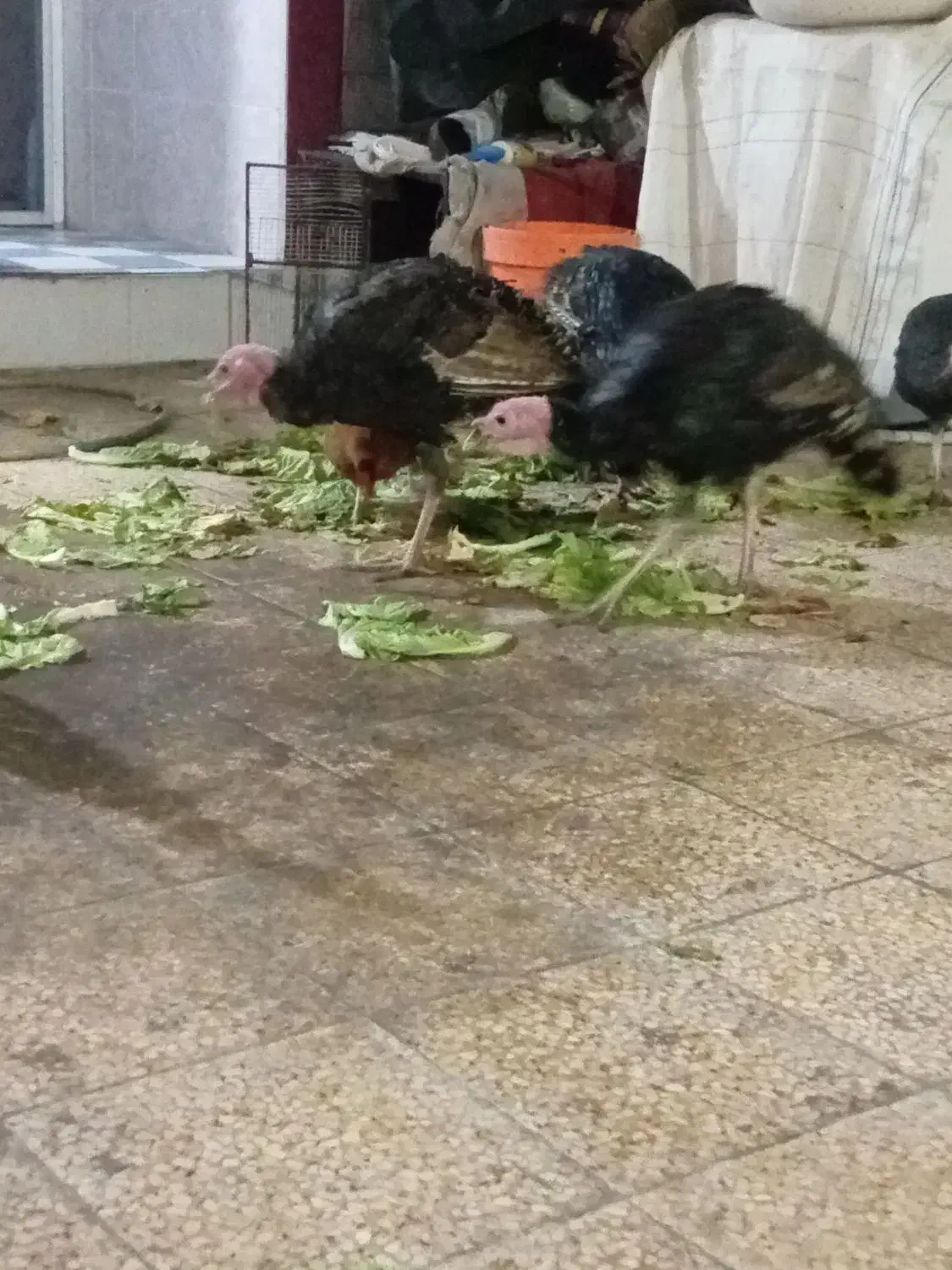 فروش بوقلمون محلی|حیوانات مزرعه|بهبهان, |دیوار