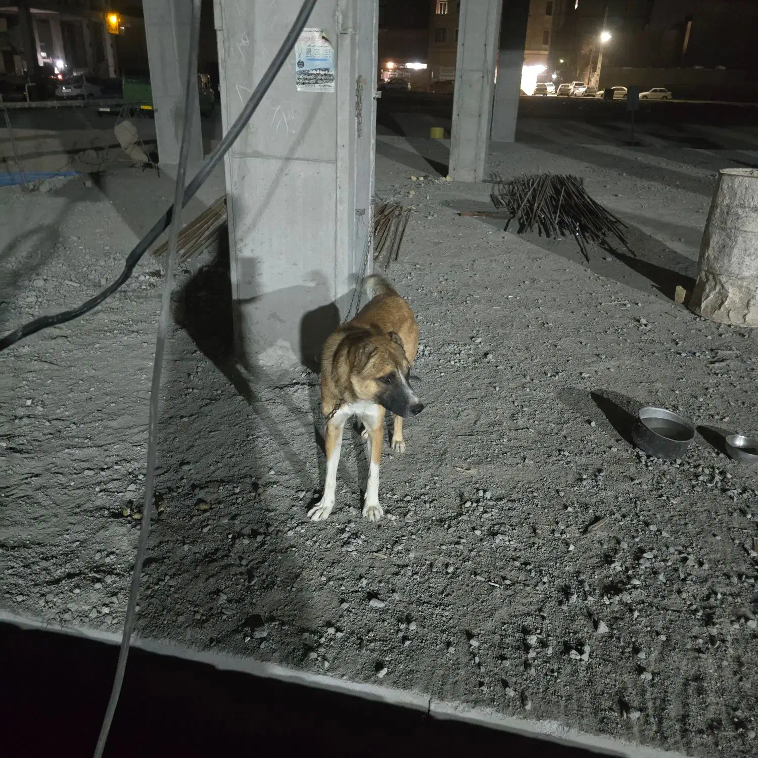 سگ نگهبانی|سگ|بهارستان, |دیوار