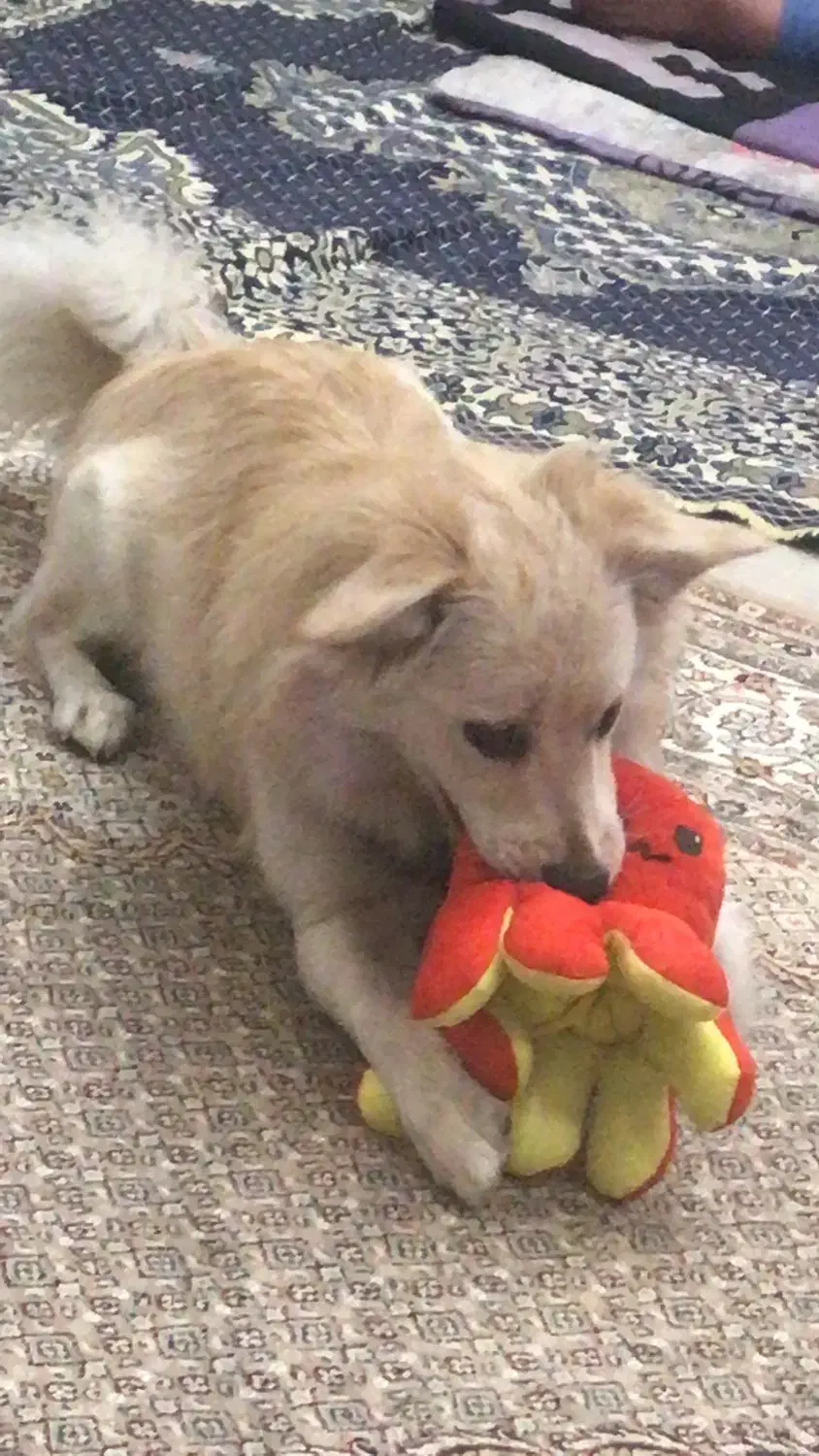 سگ پیدا شده|حیوانات|تهران, هروی|دیوار