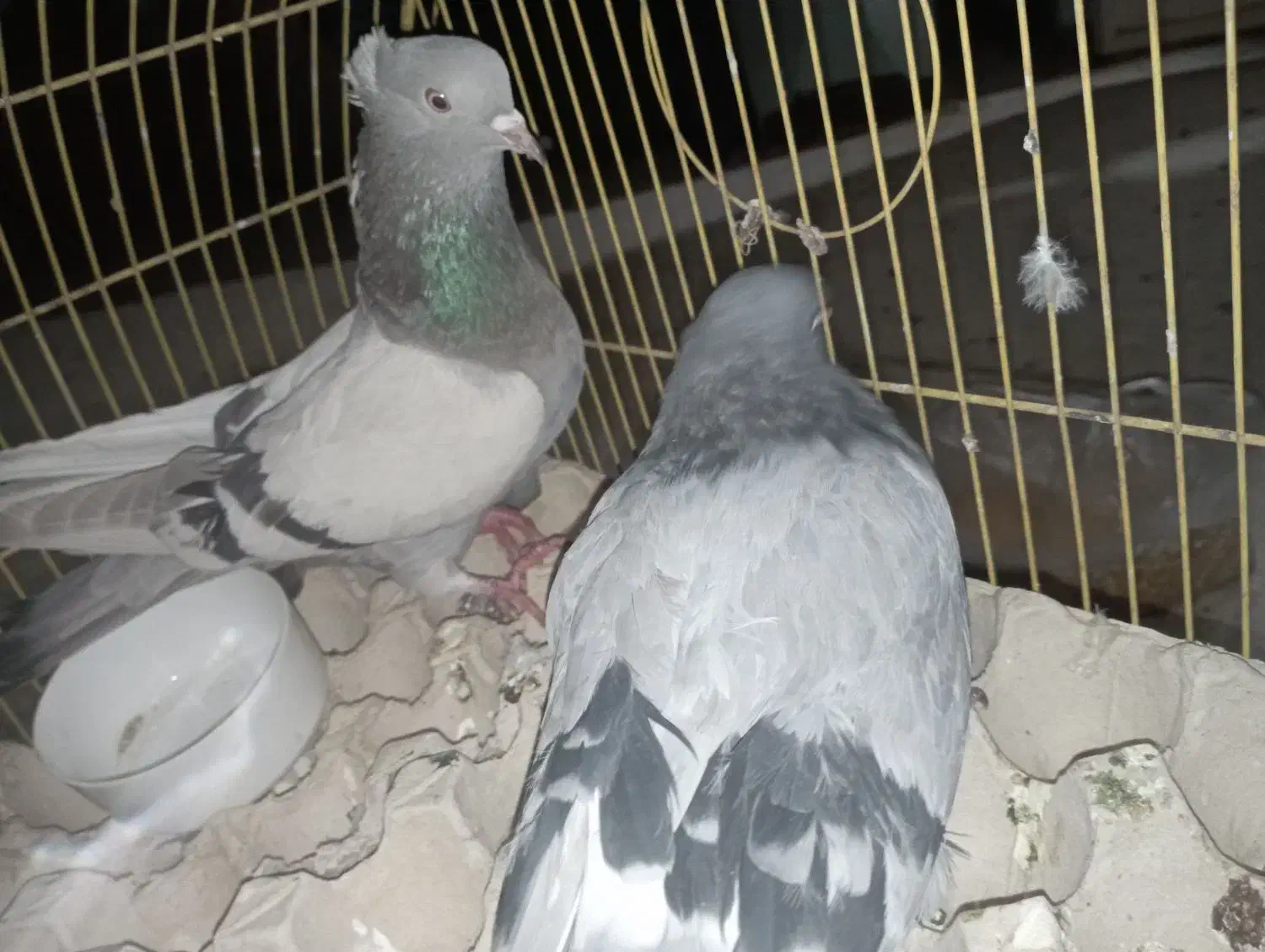 ماده اصفانی|پرنده|اصفهان, اندوان|دیوار