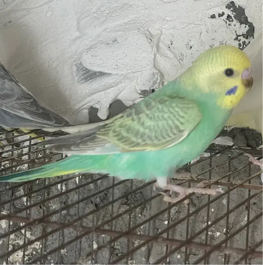 عروس وایت فیس مرغ عشق جم|پرنده|جم, |دیوار