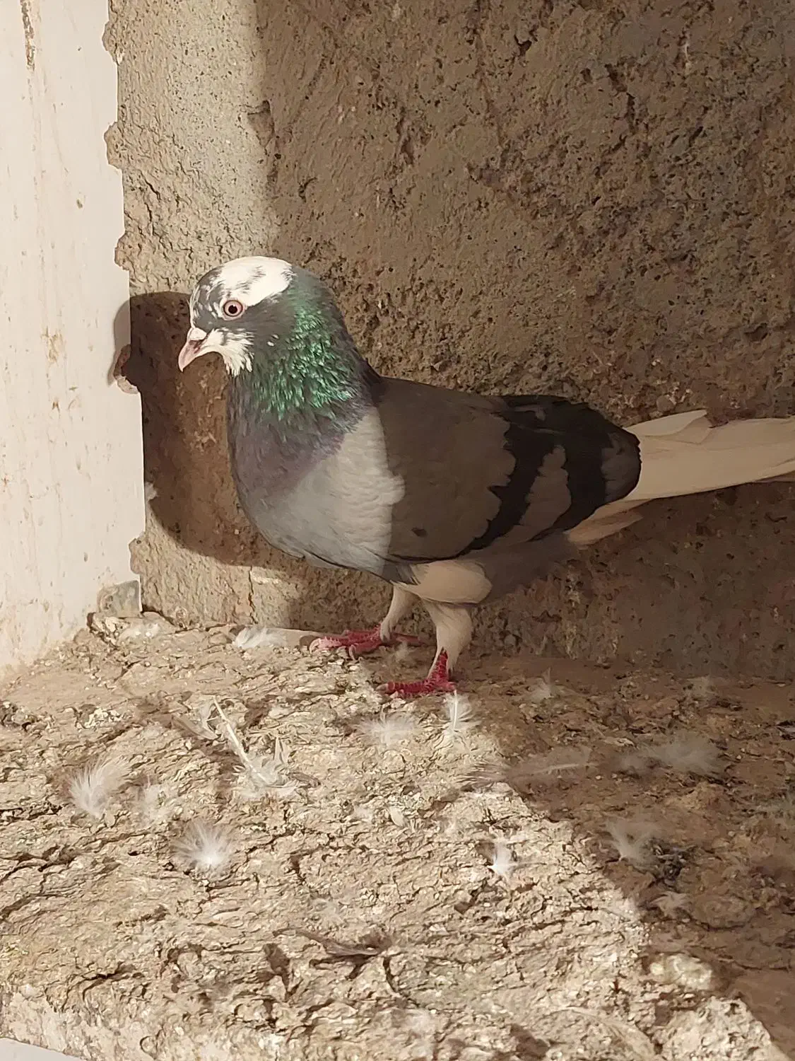 کبوتر|حیوانات|کرمانشاه, |دیوار