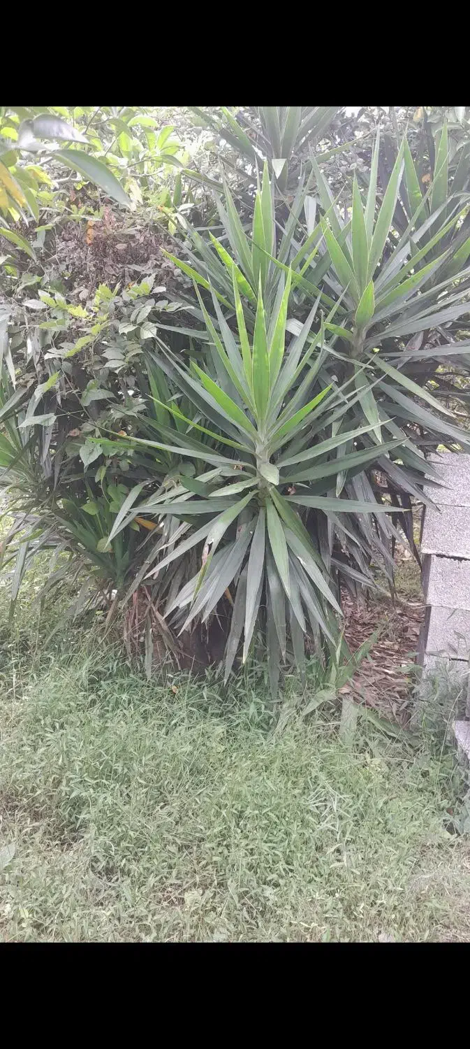 گل گیاه|گل و گیاه طبیعی|آستانه اشرفیه, |دیوار