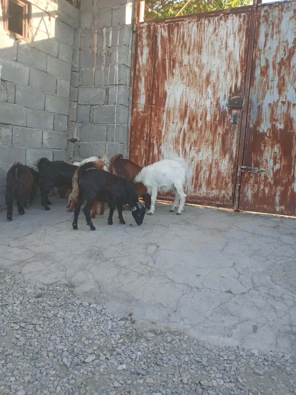 کهره نر|حیوانات مزرعه|حاجی آباد, |دیوار