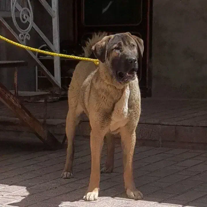 سگ عراقی|سگ|بهار, |دیوار