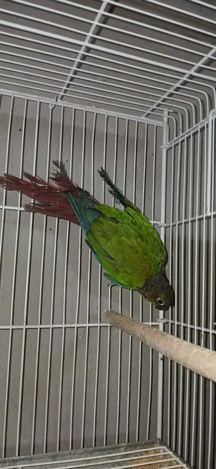 گرینچک نر بالغ با تست مشهد|پرنده|لار, |دیوار