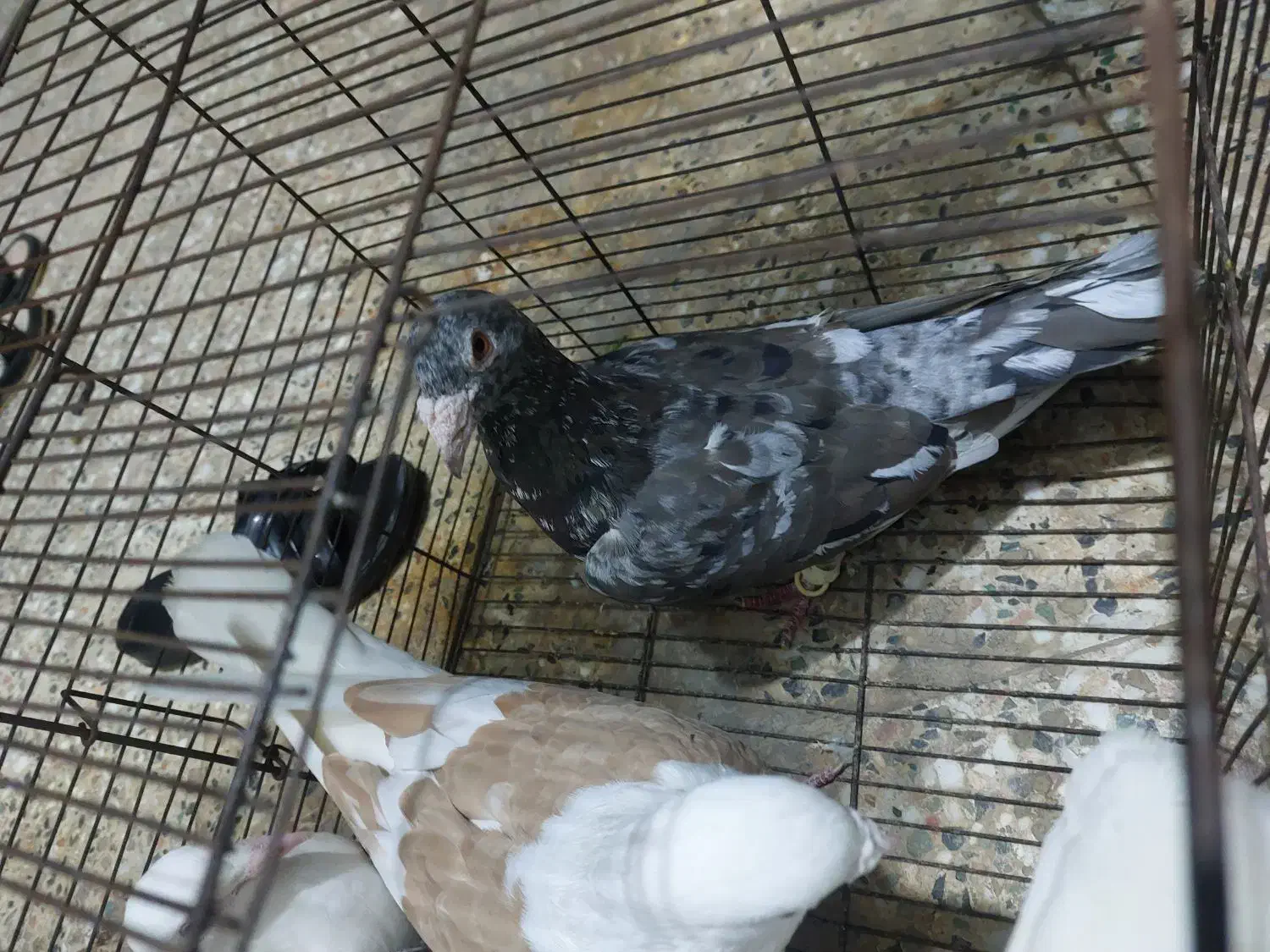 اشعل|حیوانات|بندر امام خمینی, |دیوار