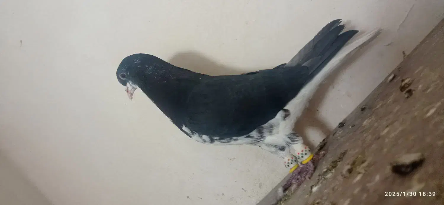 نروماده شهری گلدار|پرنده|ارژن, |دیوار