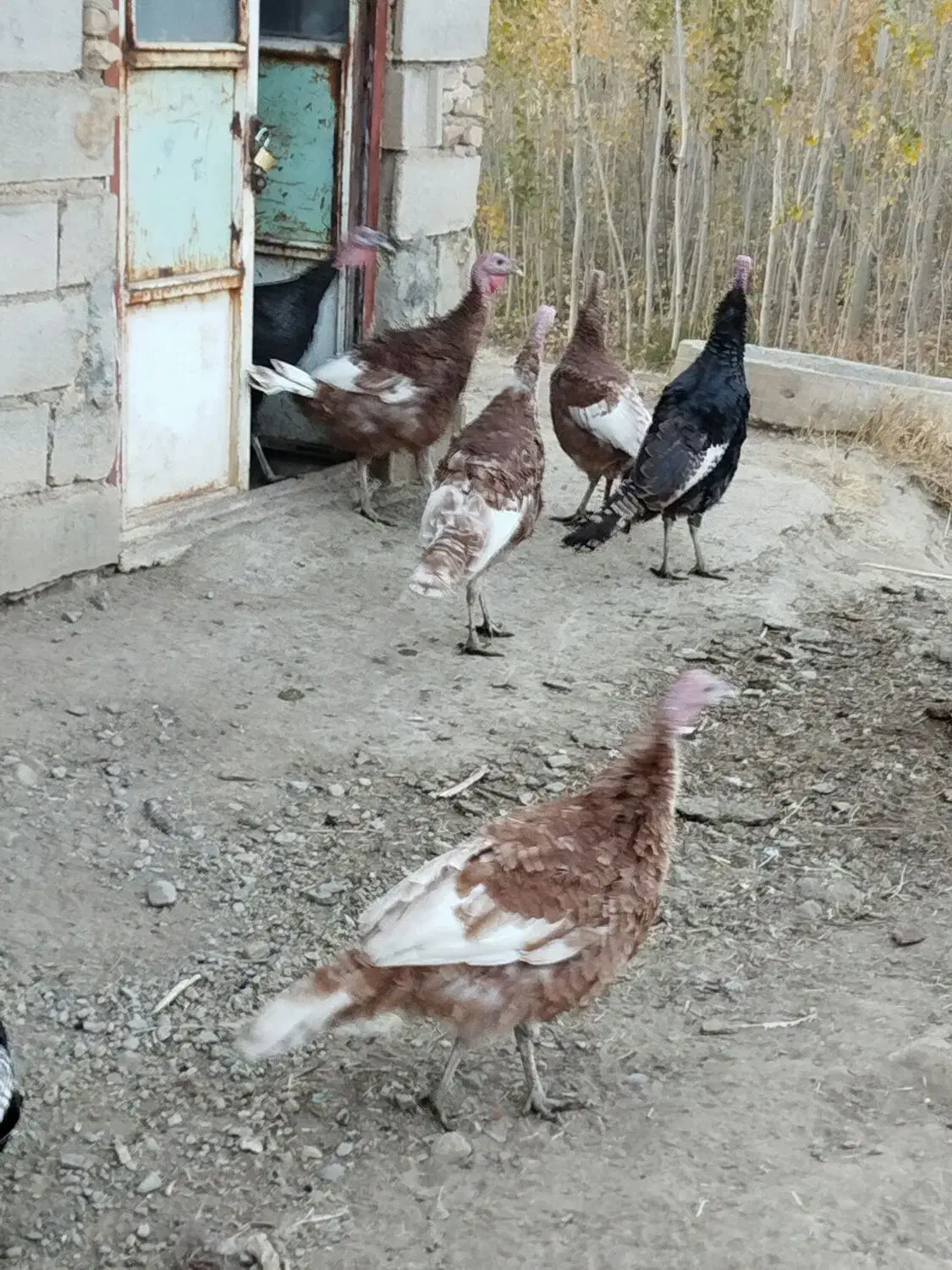 فروش بوقلمون نر و ماده|حیوانات مزرعه|تویسرکان, |دیوار