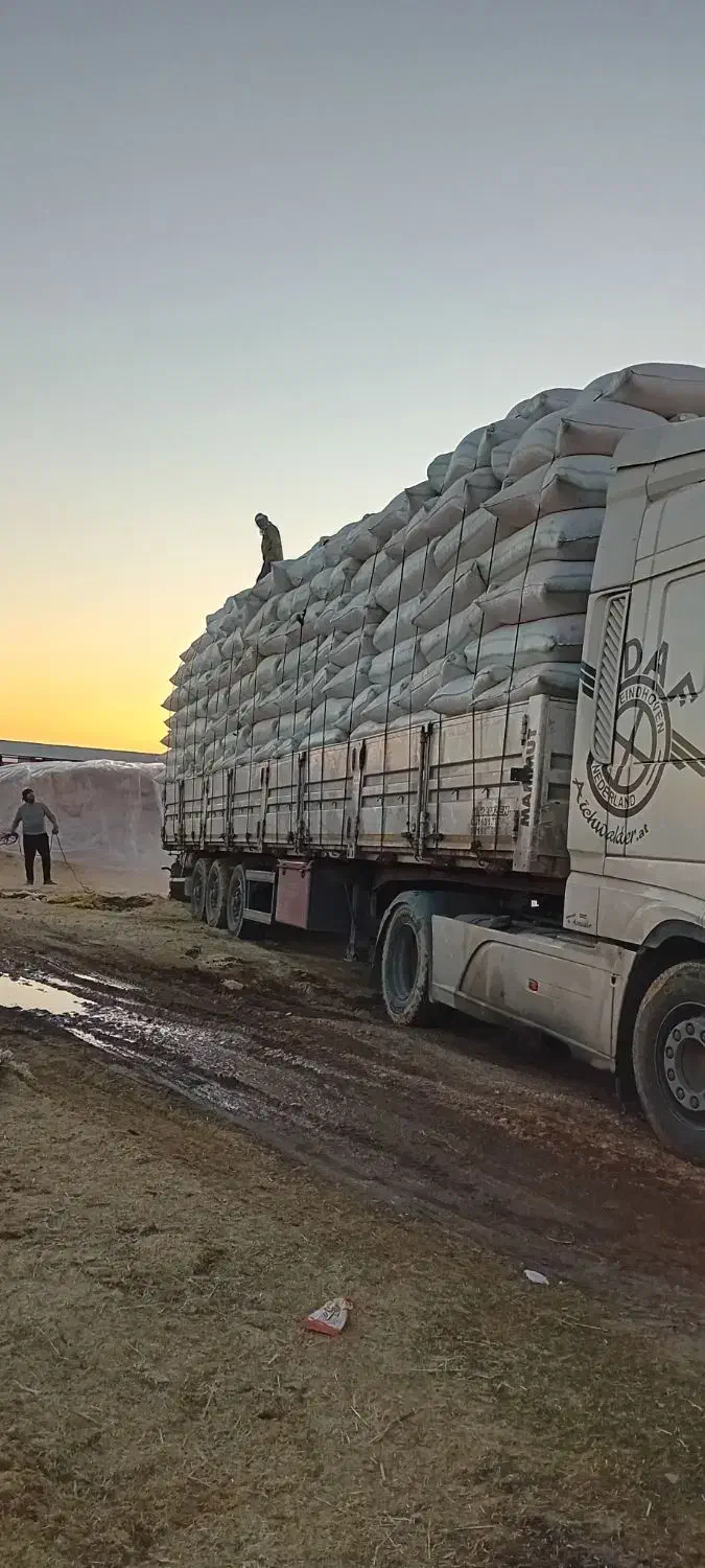 کاه دیم درجه یک کرمانشاه|عمده‌فروشی|گنبد کاووس, |دیوار