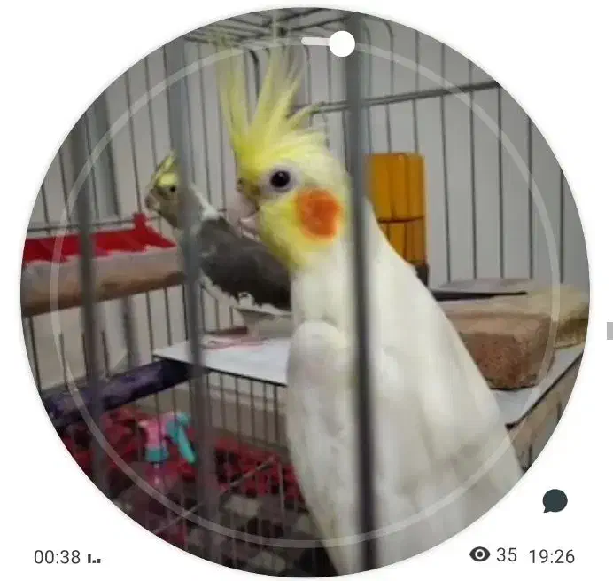 عروس هلندی گمشده (+مژدگانی)|حیوانات|اهر, |دیوار